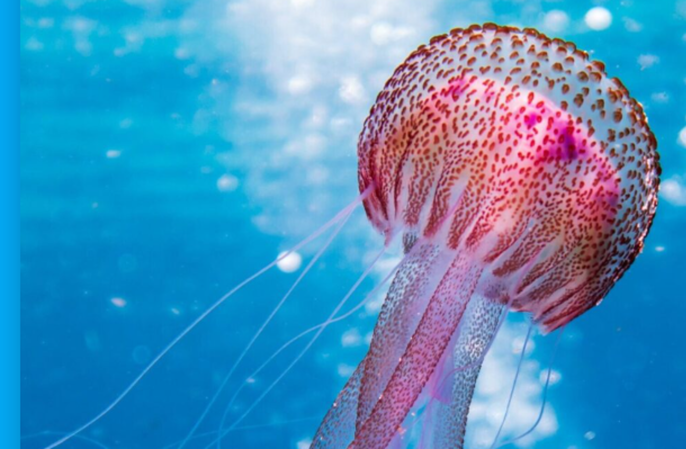 en manet i vannet en manet i vannet